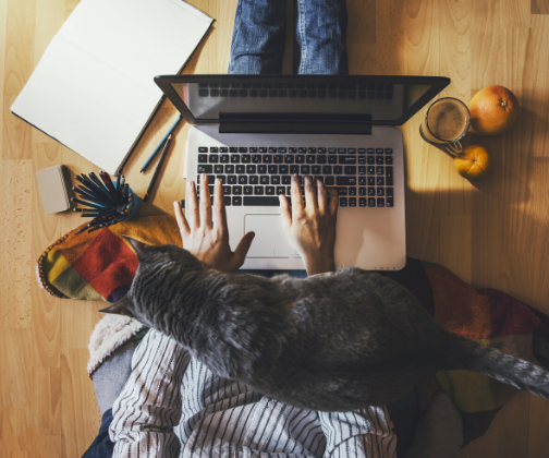 Person sitting and typing on a laptop resting on their lap while a cat walks over their body.