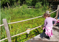 Young person doing pond dipping