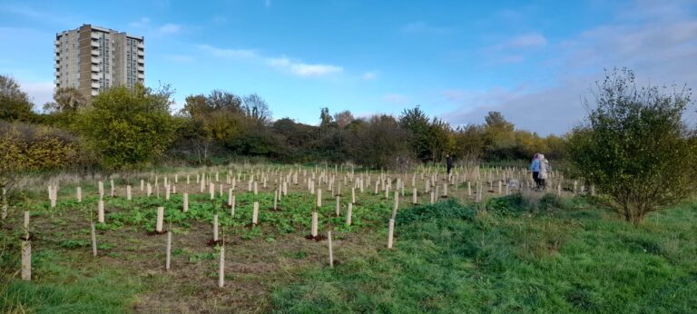 field of trees next to a block of flats